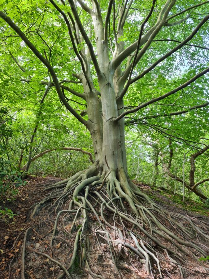 The Forester Schoorl Zewnętrze zdjęcie
